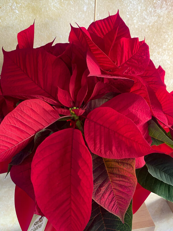 Poinsettia Roja Mediana