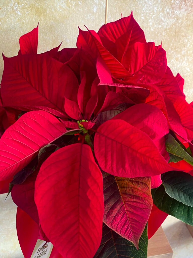 Poinsettia Roja Mediana