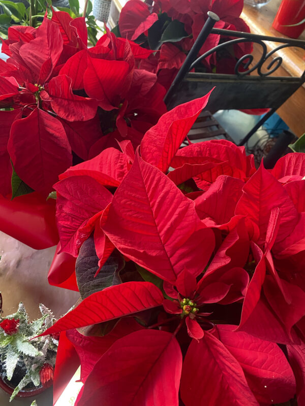 Poinsettia Roja Pequeña