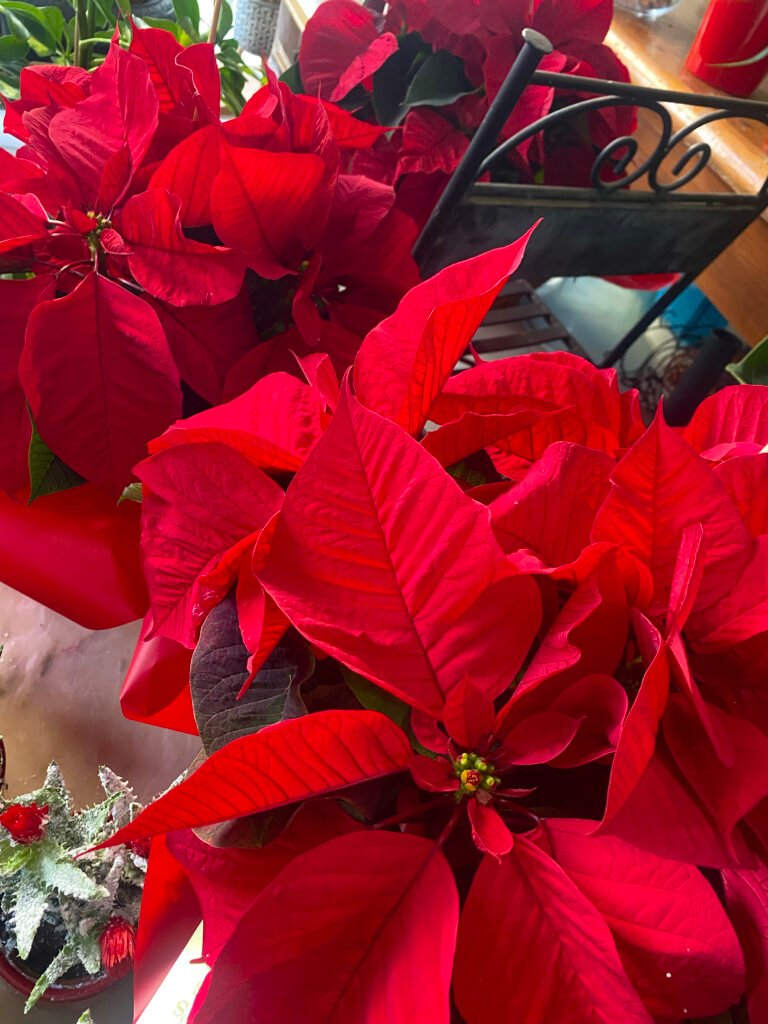 Poinsettia Roja Pequeña