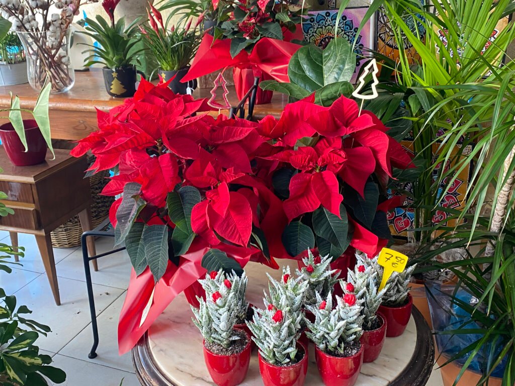Poinsettia Roja Grande