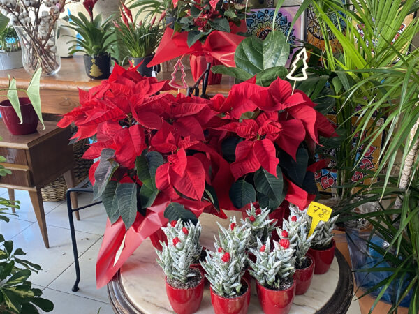 Poinsettia Roja Grande