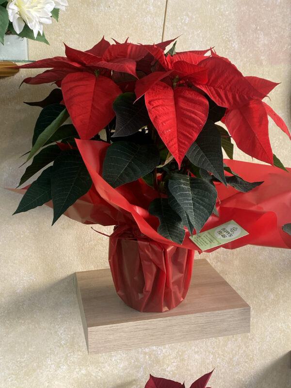 Poinsettia Roja Grande
