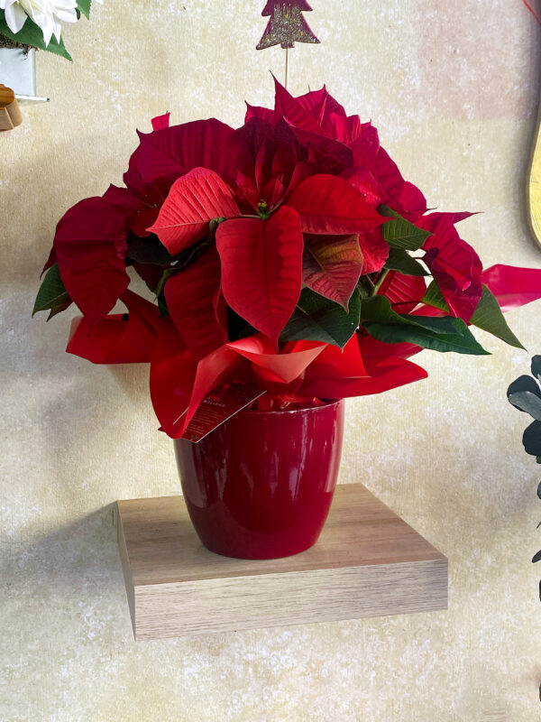 Poinsettia Roja Mediana