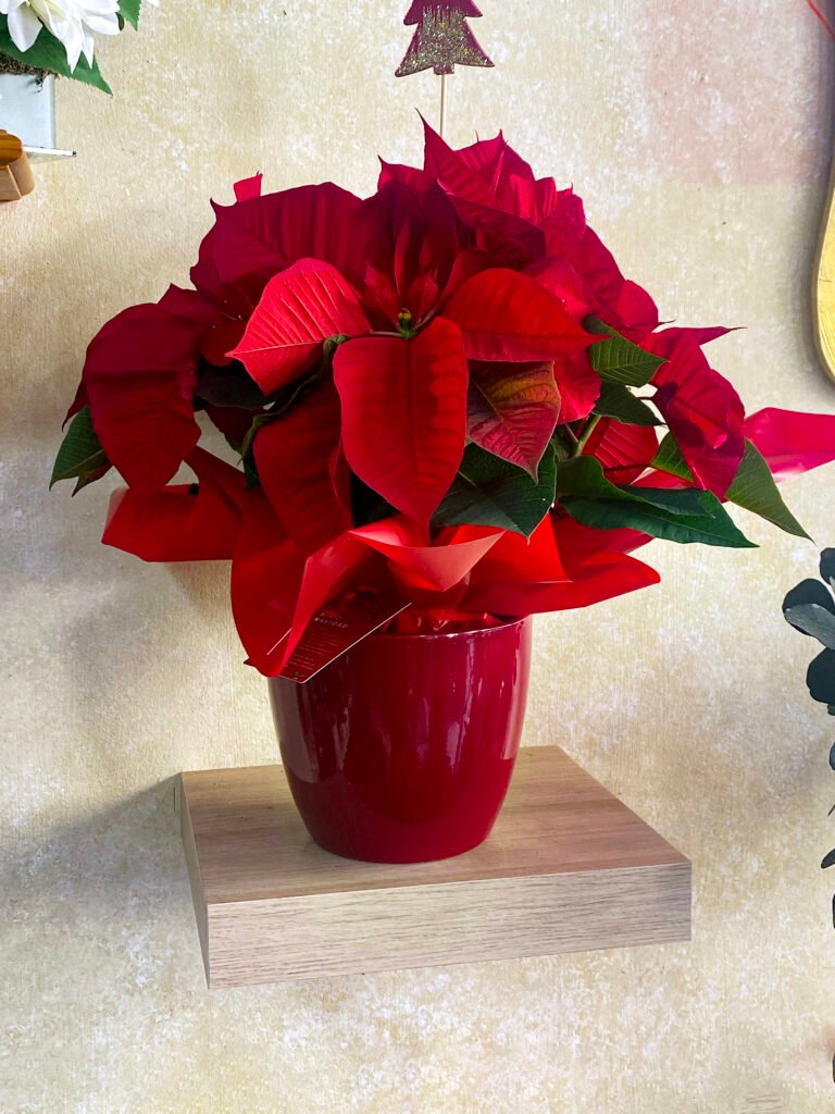 Poinsettia Roja Mediana