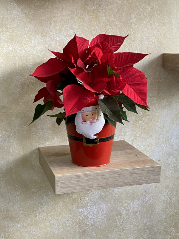 Poinsettia Roja Pequeña