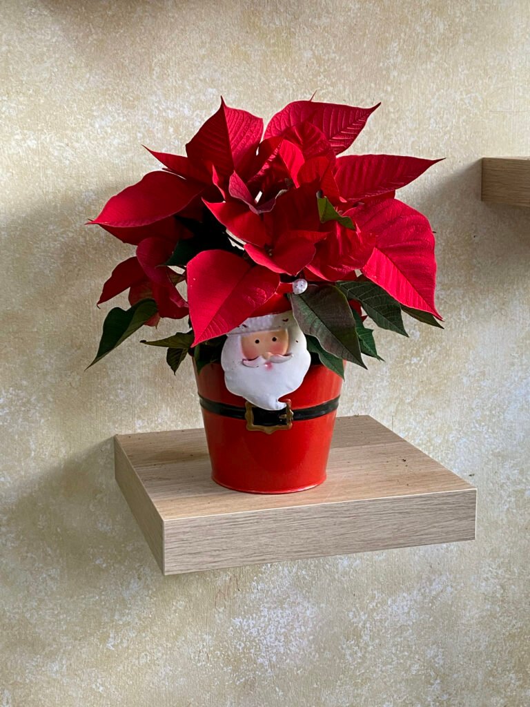 Poinsettia Roja Pequeña